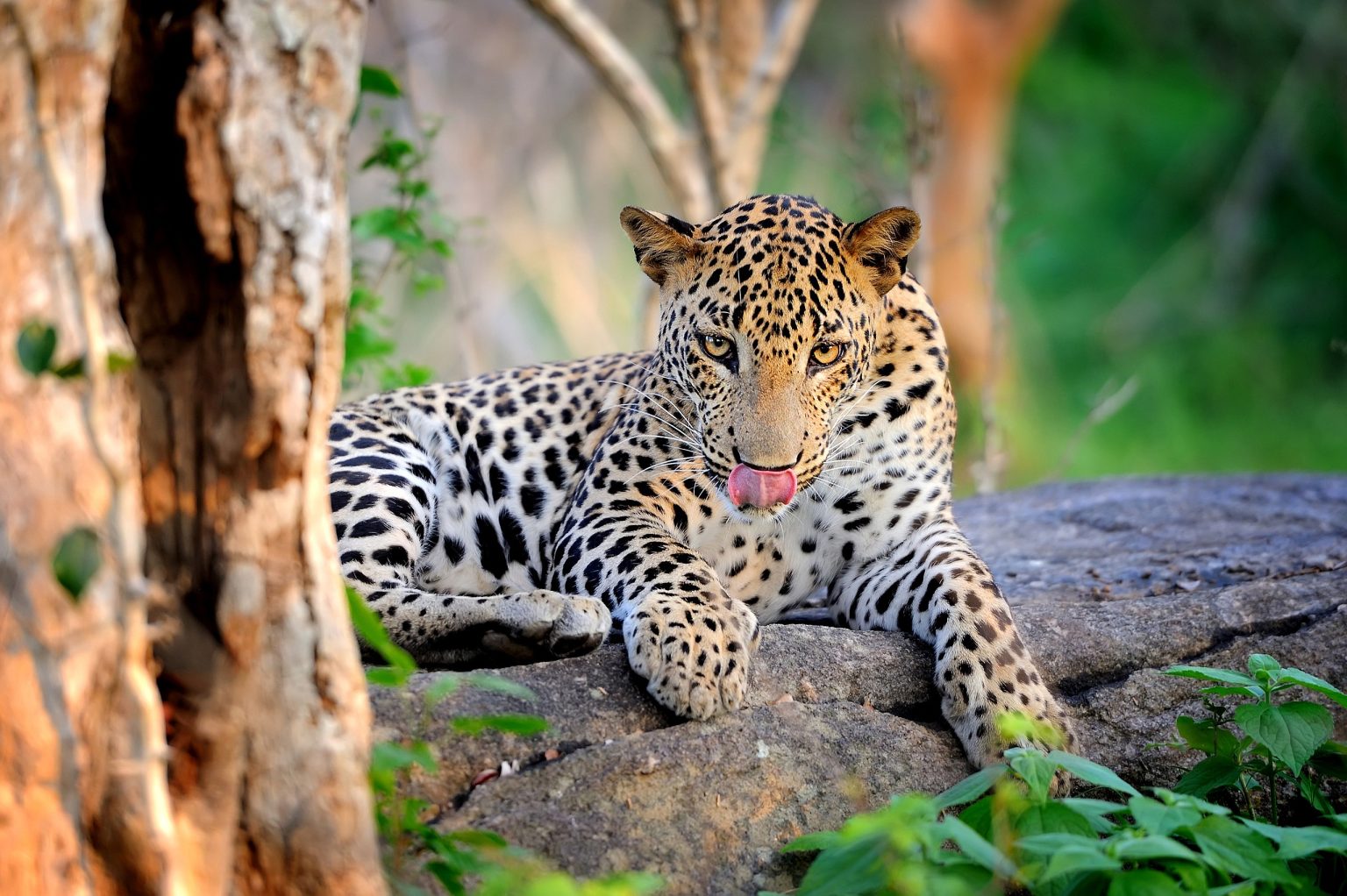Wild leopard resting on a tree branch in Kumana National Park, Sri Lanka